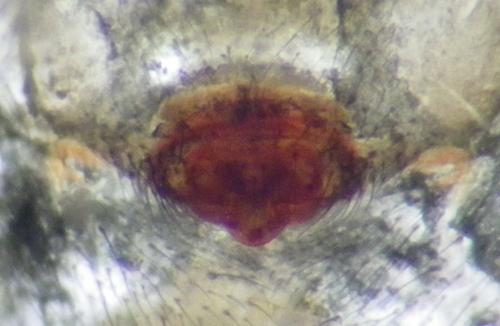 Centromerita bicolor